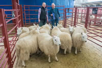 Champion Sheep (3)